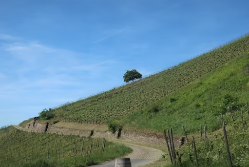 Slope Protection in Pilibhit, Uttar Pradesh: A Geosynthetics Case Study by Ocean Non Wovens