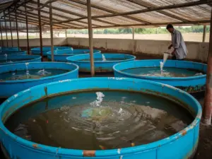 Round blue biofloc fish tanks with aeration under a shade-net roof at a fish farm